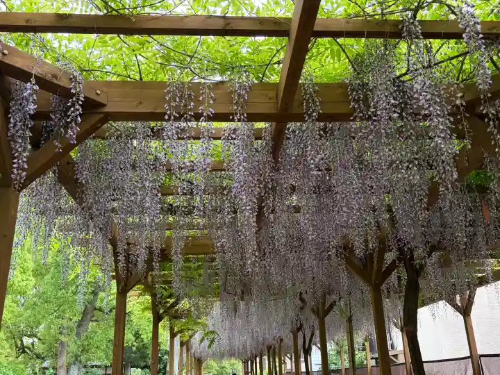 藤森神社の{uncategorized: "未分類", other: "その他", undefined: "問題あり", building: "その他建物", grave: "お墓", sacred_gate: "鳥居", guardian: "狛犬", statue: "像", buddha: "仏像", history: "歴史", nature: "自然", garden: "庭園", animal: "動物", pagoda: "塔", temizu: "手水舎", mountain_gate: "山門・神門", sanctuary: "本殿・本堂", subordinate: "末社・摂社", art: "芸術", scenery: "景色", jizo: "地蔵", ema: "絵馬", goshuin: "御朱印", omikuji: "おみくじ", items: "授与品その他", amulet: "お守り", goshuincho: "御朱印帳", eats: "食事", festival: "お祭り", votive_dance: "神楽", shichigosan: "七五三参", wedding: "結婚式", experience: "体験その他", initially: "初詣", around: "周辺", anti_infection: "感染症対策"}