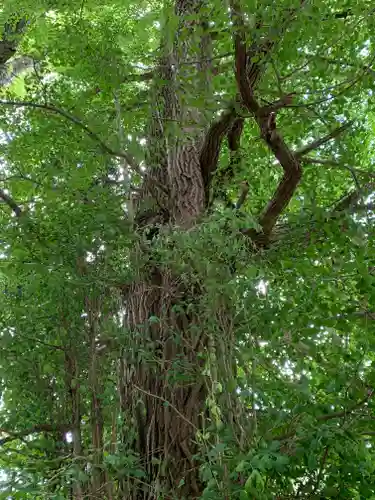 駒嶽神社の自然