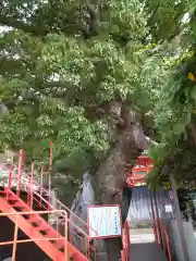 金剛宝寺（紀三井寺）(和歌山県)