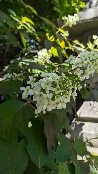 元祇園梛神社・隼神社(京都府)