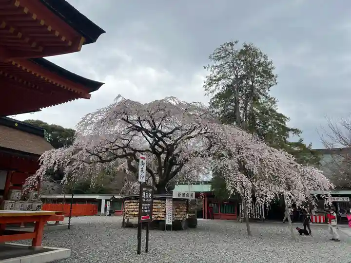富士山本宮浅間大社(静岡県)