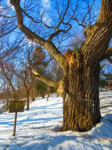 相馬神社の自然