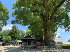 挙母神社の建物その他