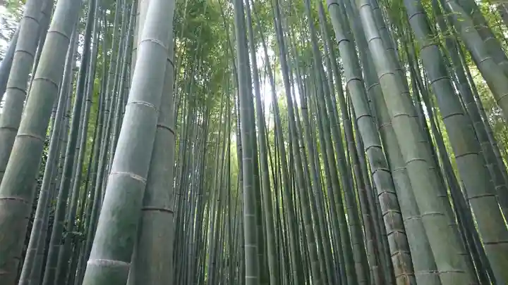 報国寺(神奈川県)