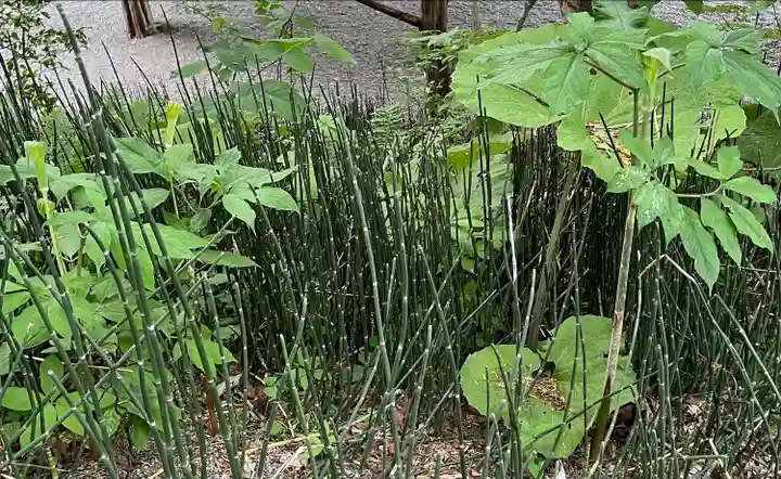 千歳神社の自然