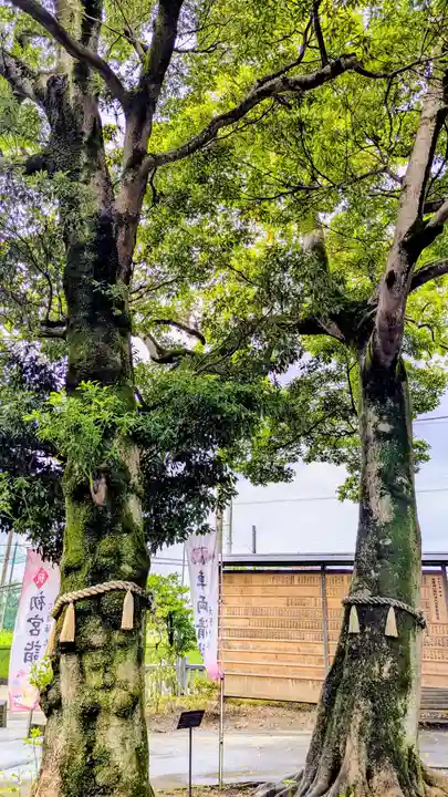 大宮・大原神社の自然