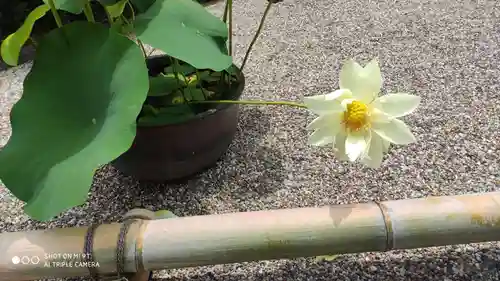 後白河院御聖蹟　法住寺の自然