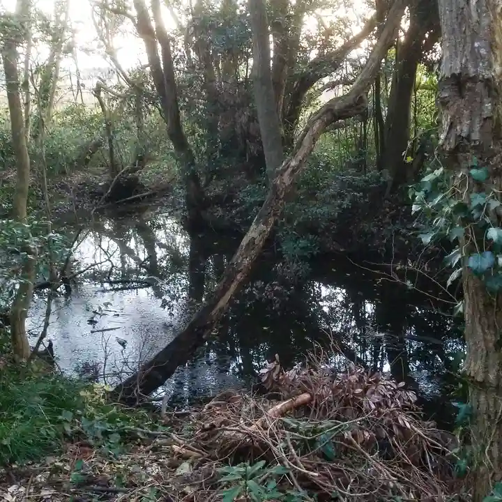 八龍神社の自然