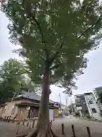 上町氷川神社の自然