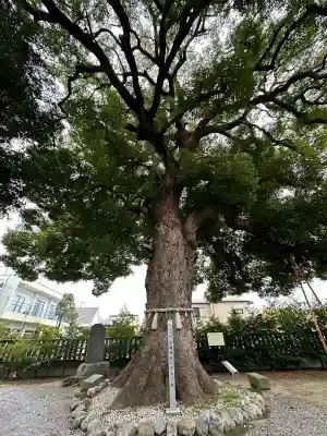 金鑚神社(埼玉県)