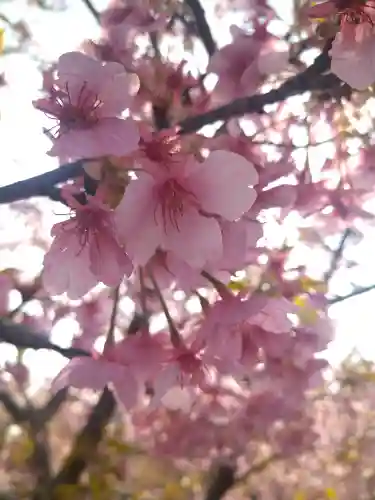 大己貴神社の自然