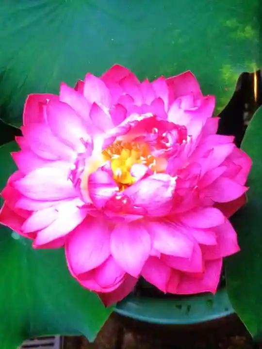 宗延寺(東京都)