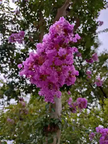 桜神宮(東京都)