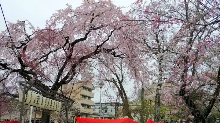 平野神社の自然