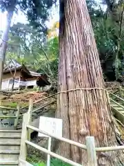 八女津媛神社の自然