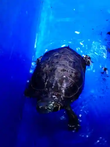 下谷神社(東京都)