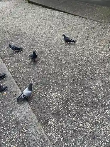 今市報徳二宮神社の動物
