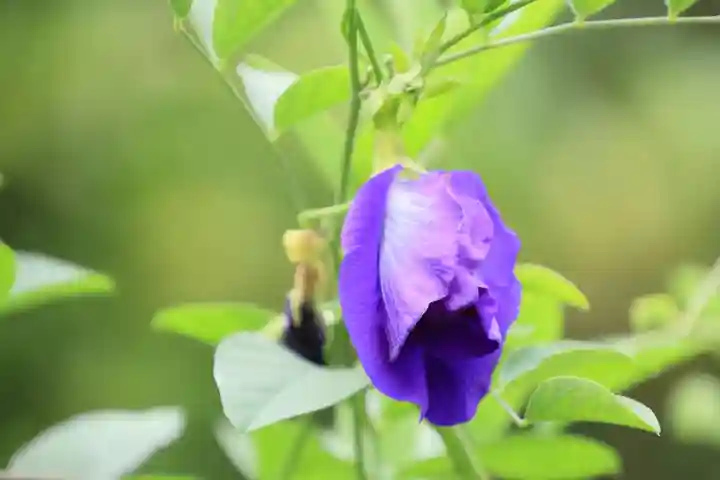 豊景神社の庭園