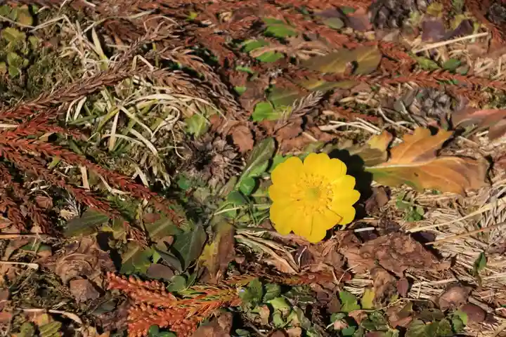 三坂稲荷神社の自然