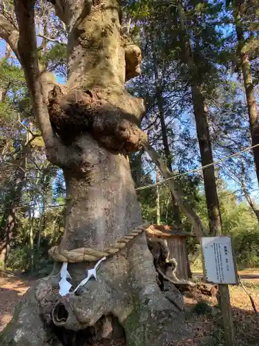 中村八幡宮の自然