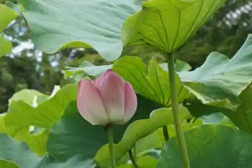 東寺（教王護国寺）の自然