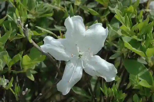 玉敷神社(埼玉県)