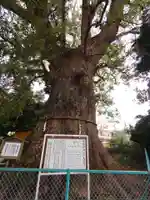 伊勢神明社の自然