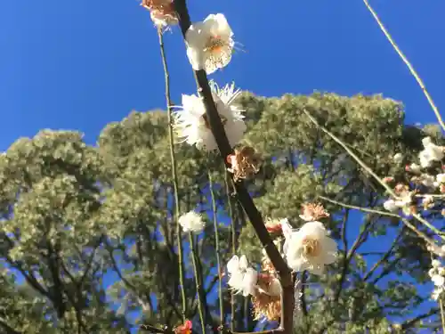 報徳二宮神社の自然