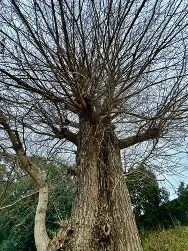 堤治神社の自然