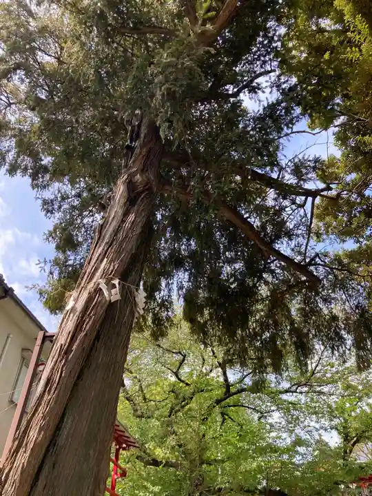 居木神社の自然