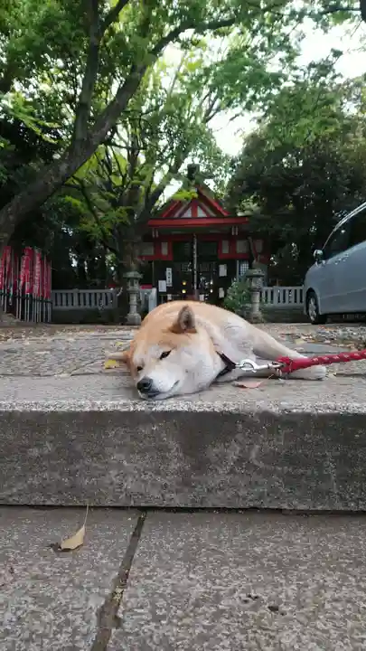 笠䅣稲荷神社の動物