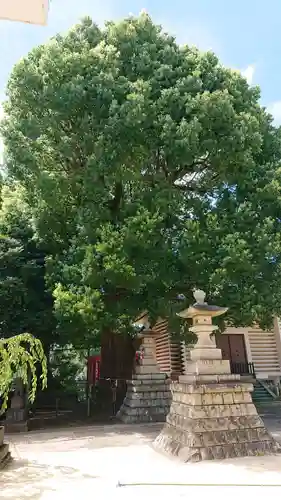 諏訪神社の自然