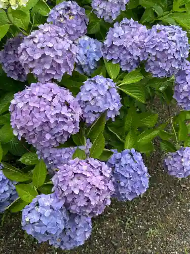 粟井神社(香川県)