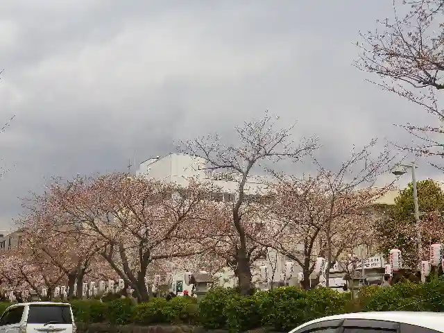 鶴岡八幡宮の自然