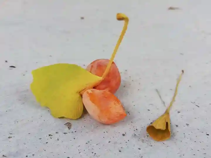 安房高野山妙音院の自然