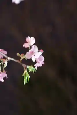 桜神宮(東京都)