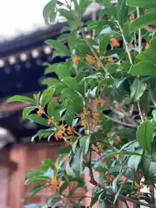 紫雲山 大泉寺の自然(2021年10月03日(日) 16時51分27秒投稿)