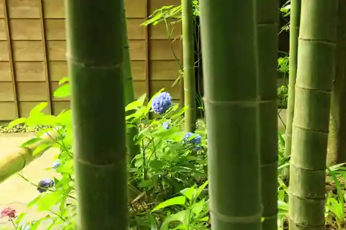 報国寺(神奈川県)