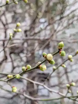 銀世界稲荷神社(東京都)