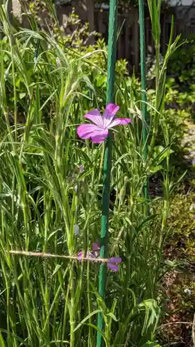 六孫王神社の自然
