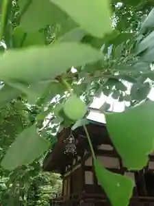 賀羅加波神社の自然 2021年06月15日(火)〜(2021年06月15日(火) 09時52分38秒投稿)