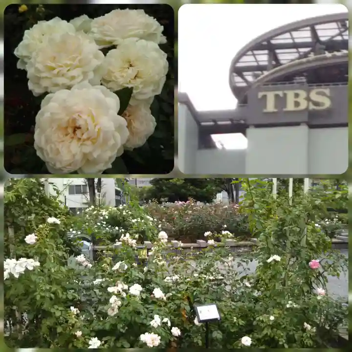 赤坂氷川神社の周辺