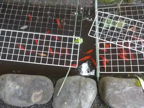 阿佐ヶ谷神明宮の動物