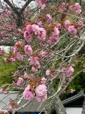 正暦寺の{uncategorized: "未分類", other: "その他", undefined: "問題あり", building: "その他建物", grave: "お墓", sacred_gate: "鳥居", guardian: "狛犬", statue: "像", buddha: "仏像", history: "歴史", nature: "自然", garden: "庭園", animal: "動物", pagoda: "塔", temizu: "手水舎", mountain_gate: "山門・神門", sanctuary: "本殿・本堂", subordinate: "末社・摂社", art: "芸術", scenery: "景色", jizo: "地蔵", ema: "絵馬", goshuin: "御朱印", omikuji: "おみくじ", items: "授与品その他", amulet: "お守り", goshuincho: "御朱印帳", eats: "食事", festival: "お祭り", votive_dance: "神楽", shichigosan: "七五三参", wedding: "結婚式", experience: "体験その他", initially: "初詣", around: "周辺", anti_infection: "感染症対策"}