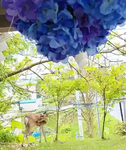 釧路一之宮 厳島神社の動物(2021年06月10日(木) 14時28分45秒投稿)