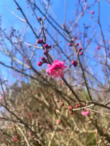 勝岡八幡神社の自然