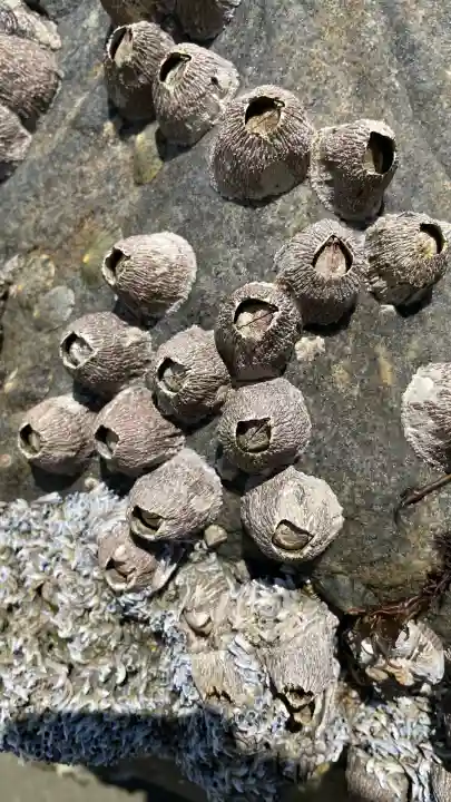 つぶてヶ浦鳥居(伊勢神宮遥拝所)(愛知県)