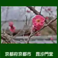 毘沙門堂門跡の自然