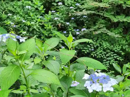 小新屋観音の自然