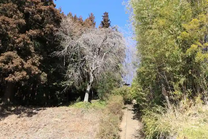 大六天麻王神社の自然